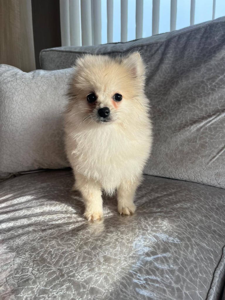 Miniature Pomeranian puppy 