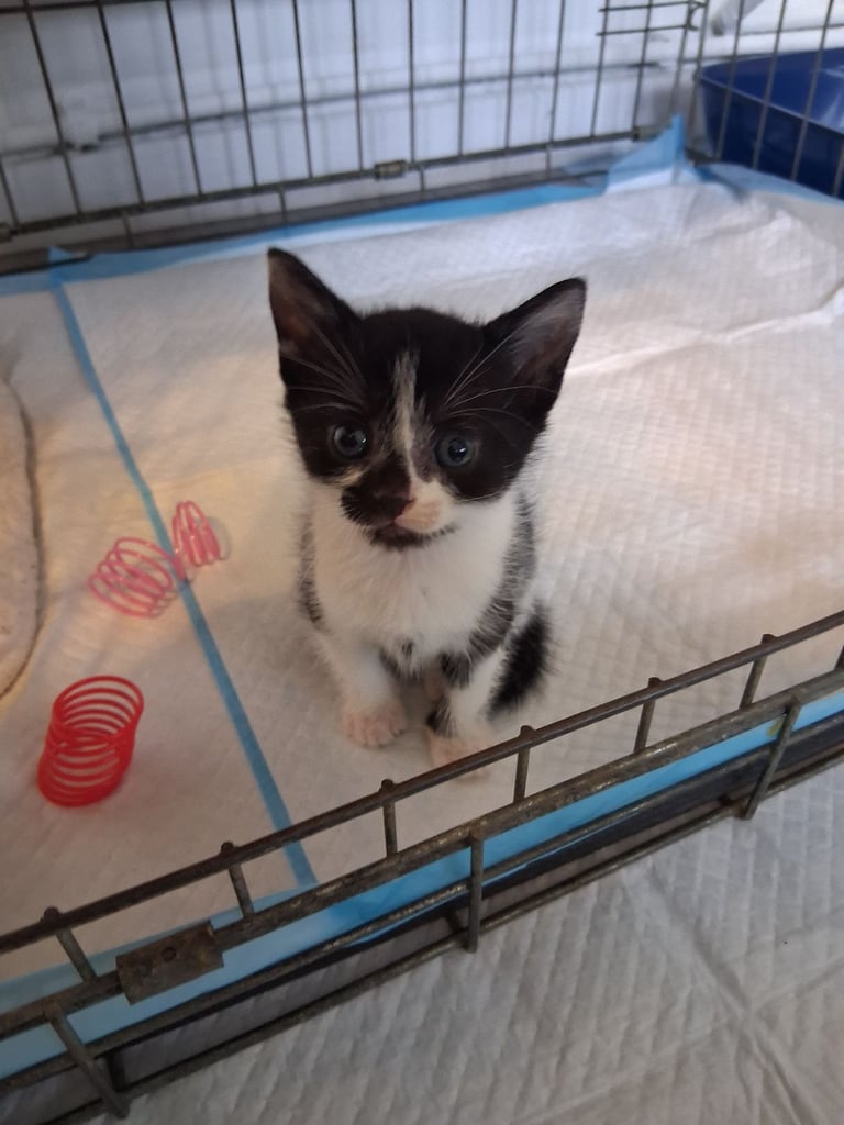 6 stunning kittens 