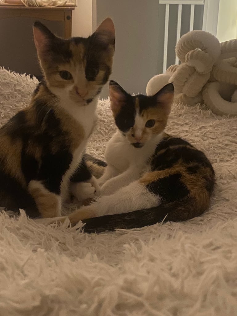 2x female kittens