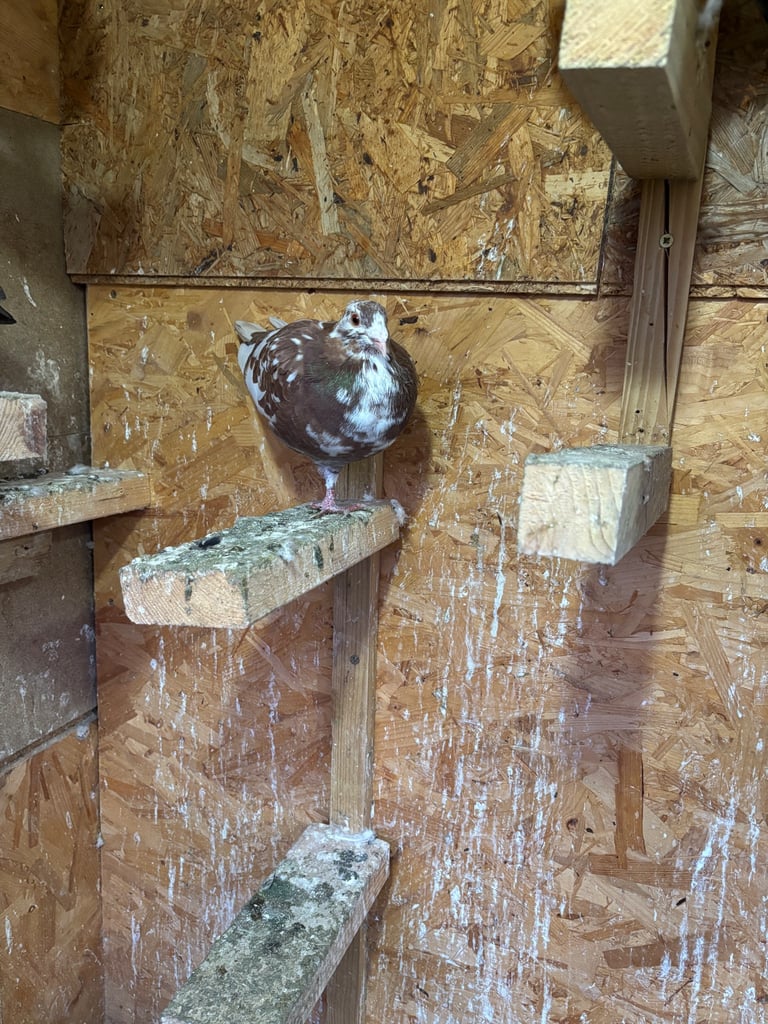 Young Racing pigeons for sale