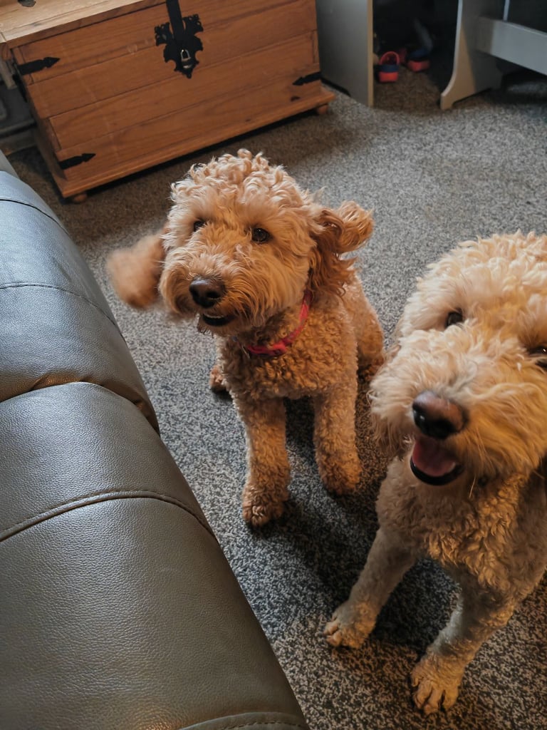 Mini labradoodles 