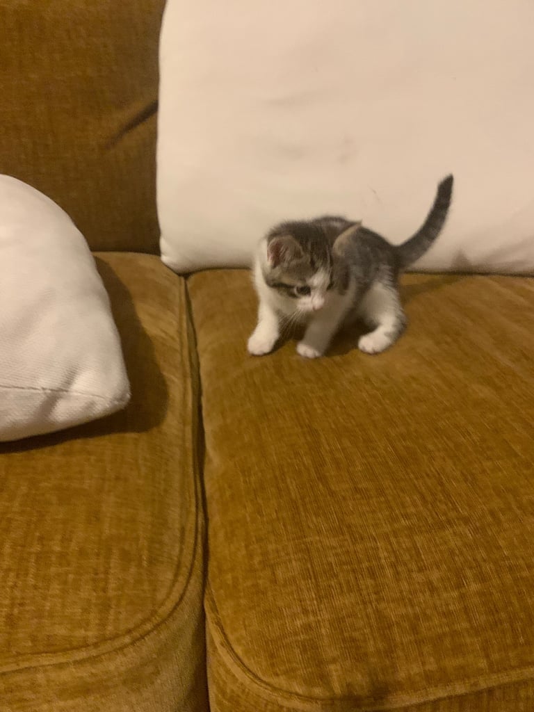 Traditional short hair kittens 