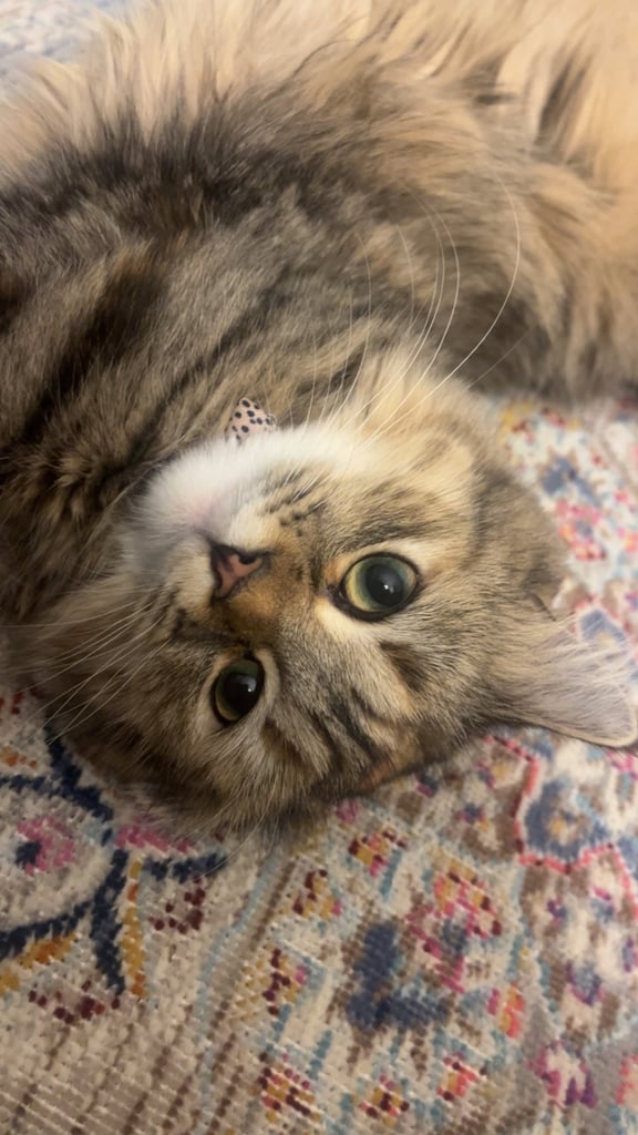 image for Pure Siberian Hypoallergenic Kitten - Female