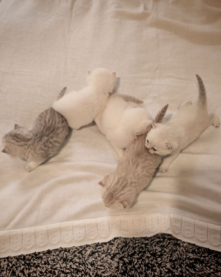 British Shorthair cute kittens 