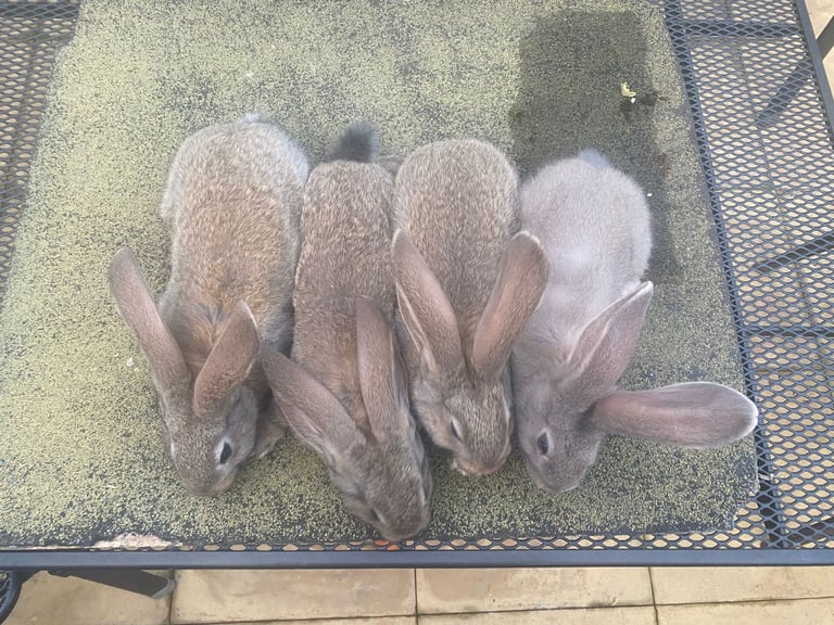 Baby continental giant rabbits