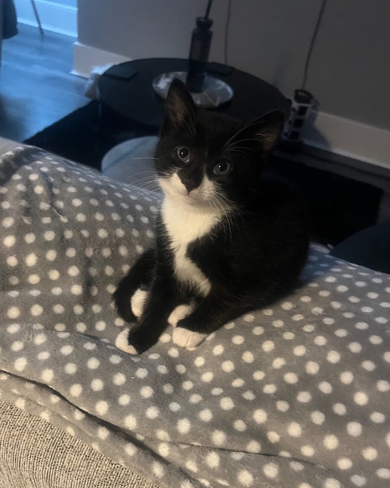 image for 2 male kittens