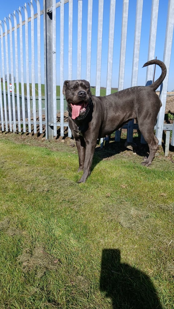 Cane Corso females iccf paperwork