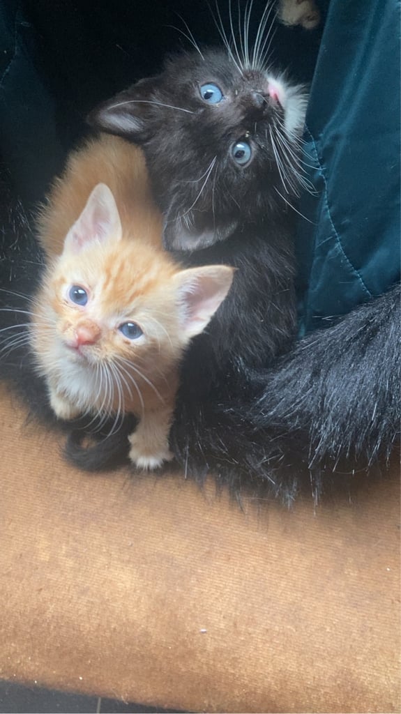 KITTENS FOR SALE 