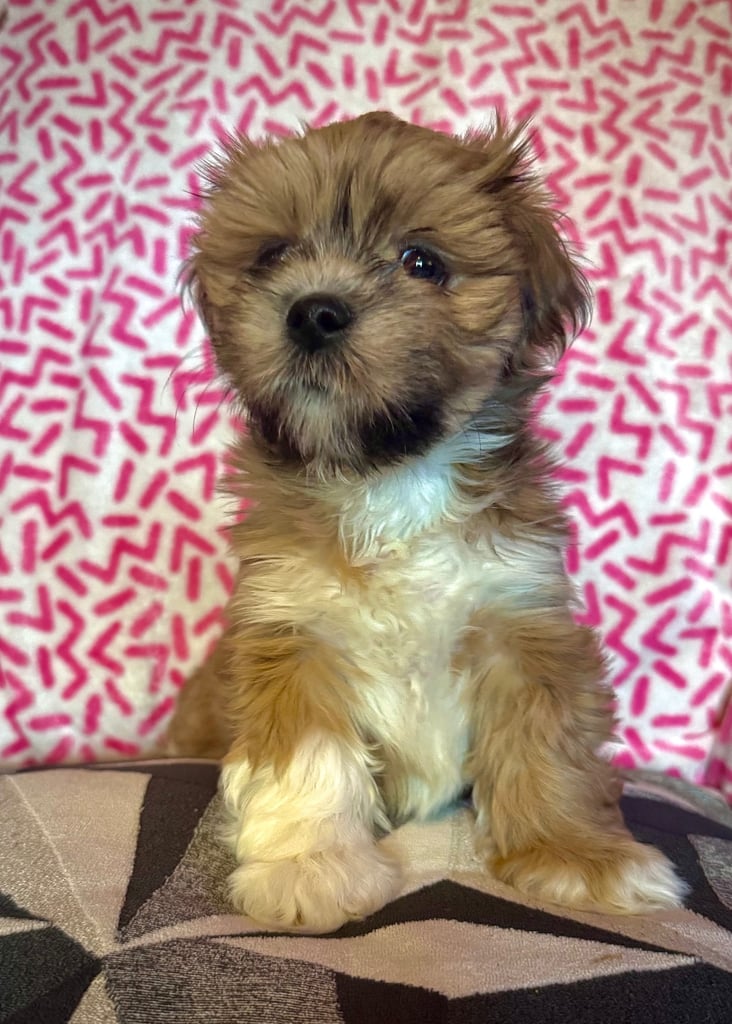 KC Registered Lhasa Apso Girl Puppy