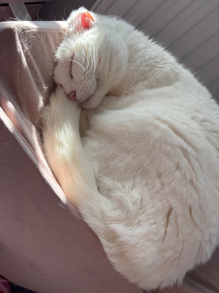 Rescue cat