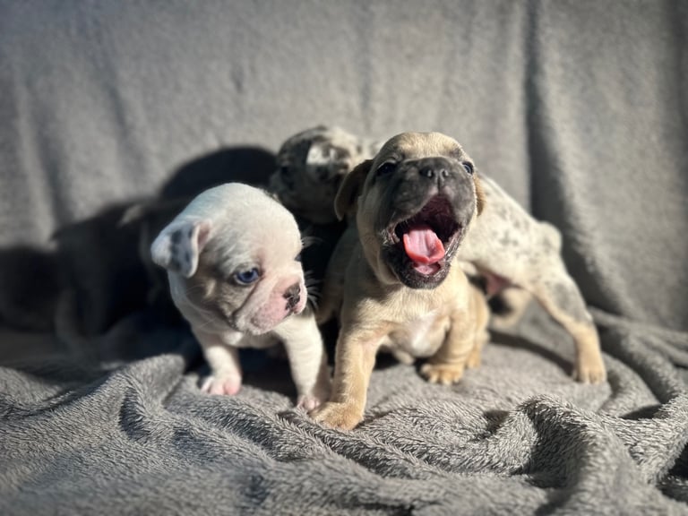 French bull dog puppies for sale 