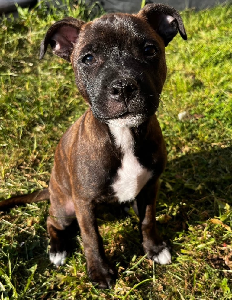 6 month old brindle Staffordshire bull terrier (staffy)