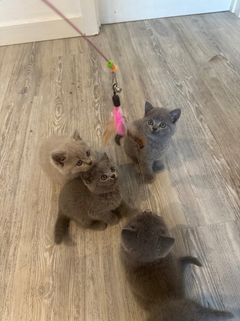 BRITISH SHORT HAIR KITTEN