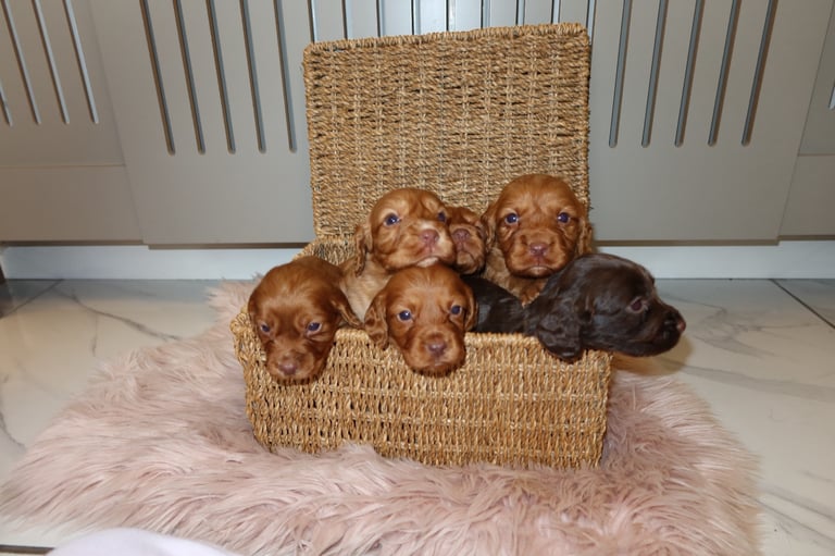 adorable KC registered cocker spaniel puppies 