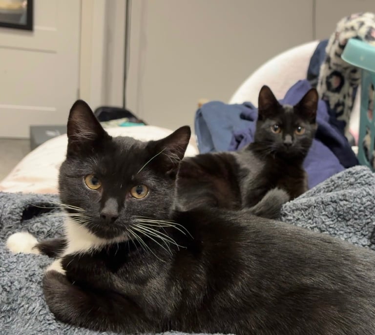 image for 2 male cats