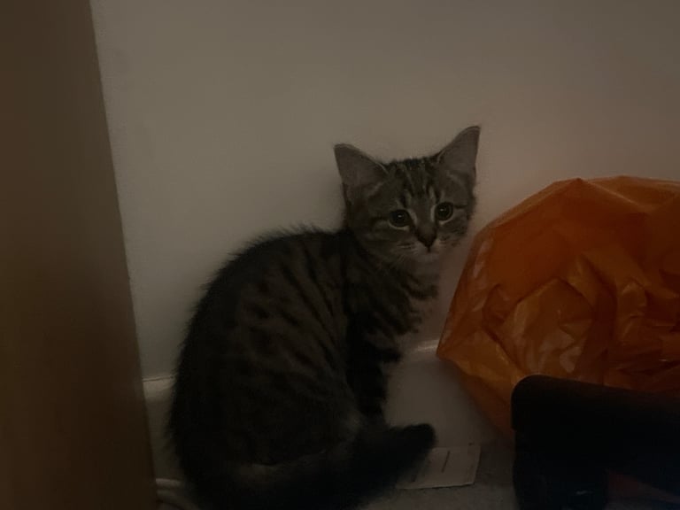 Tabby kittens 