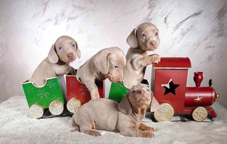 Miniature dachshund puppies Isabella and tan smoothhaired