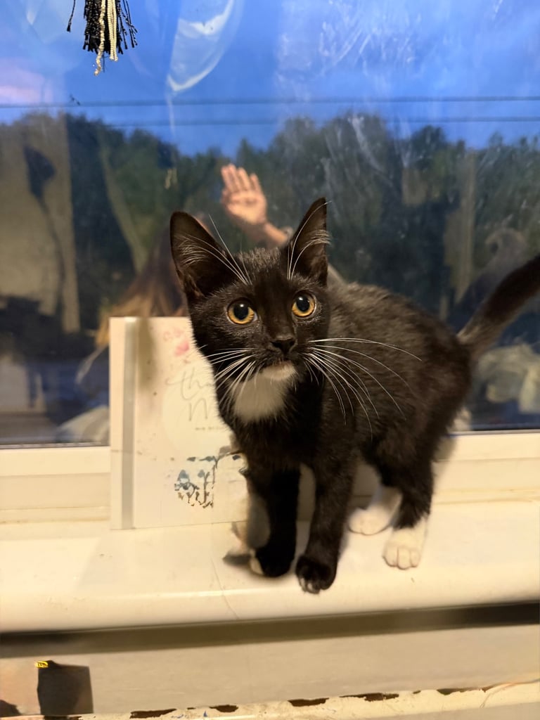 2 tuxedo male kittens need loving homes