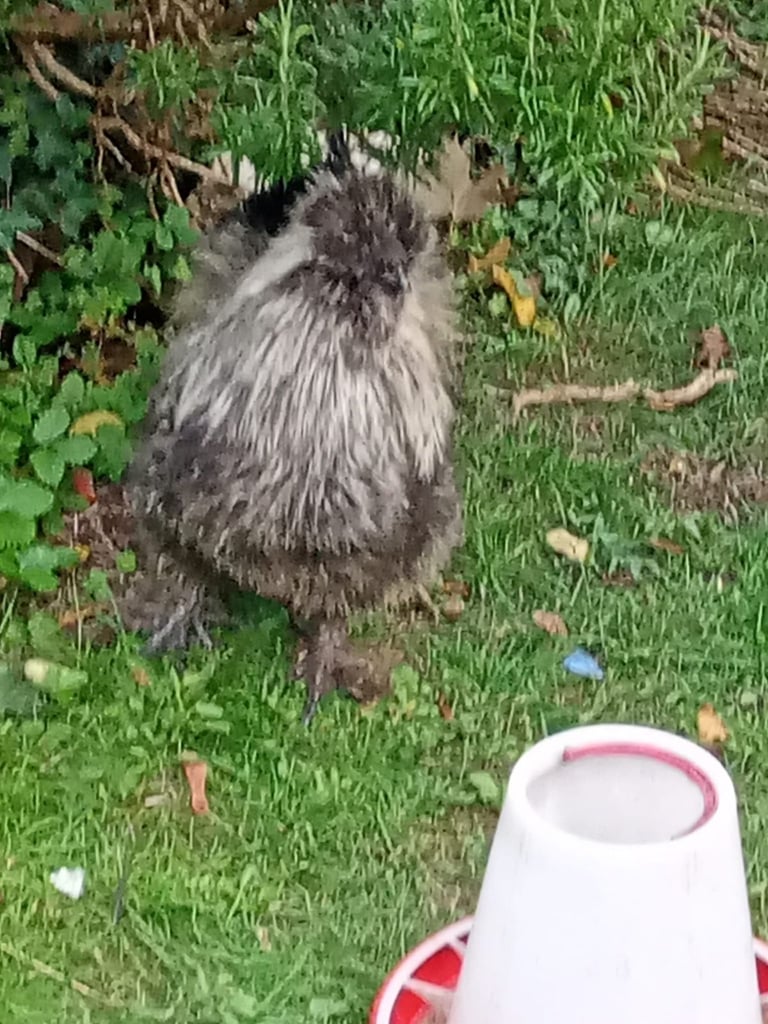 🐓 Purebred Silkie Cockerels & Bantams – 🏡 Ferndown & Andover 