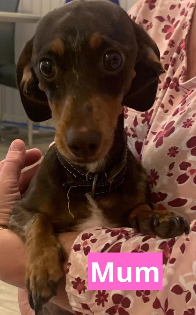 Miniature dachshund puppies *READY TO LEAVE*