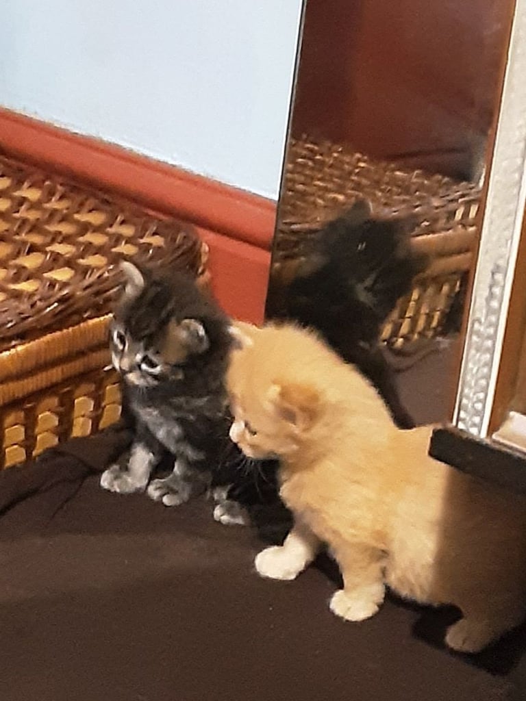 Playful Kittens for sale, from 35.00 pounds. 