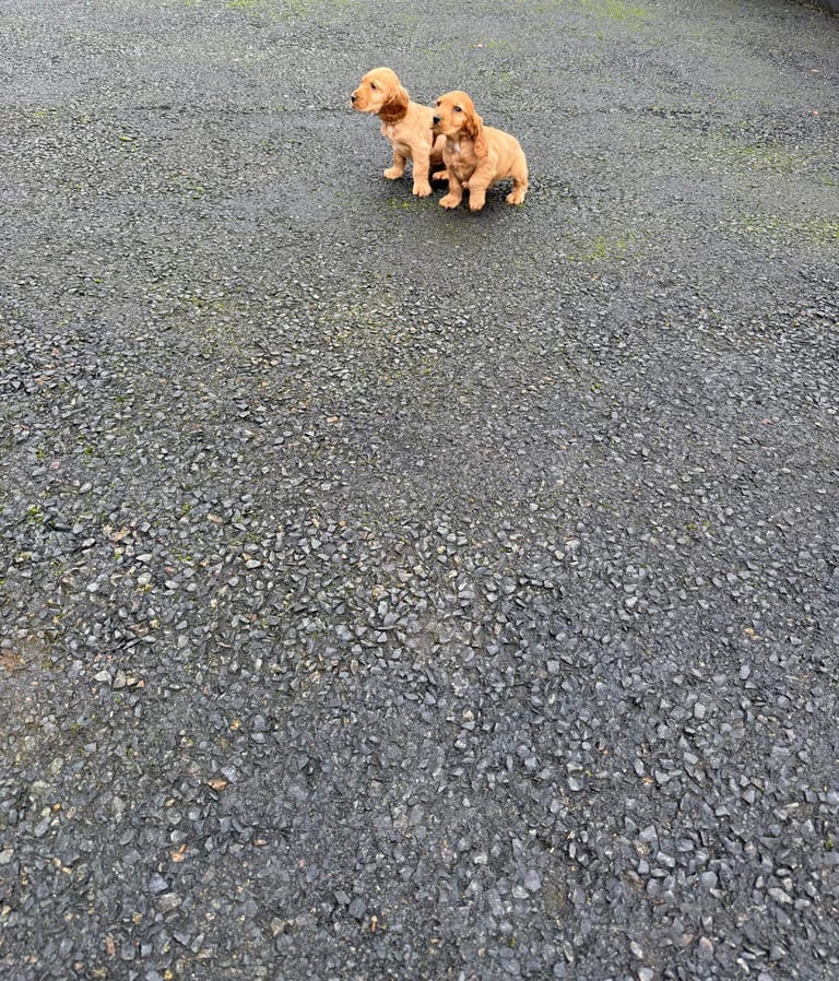 Cocker spaniel puppies 