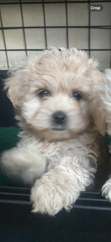 Maltipoo puppys 3girls 1boy 