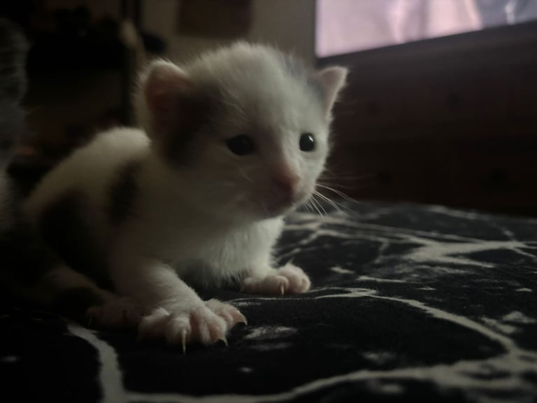 Beautiful russian blues/white and blue