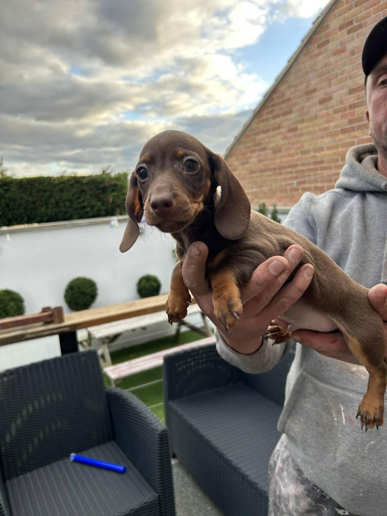 image for Miniature daschound pups 