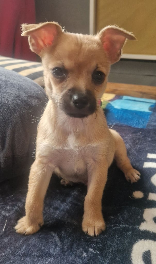 Beautiful little boy 