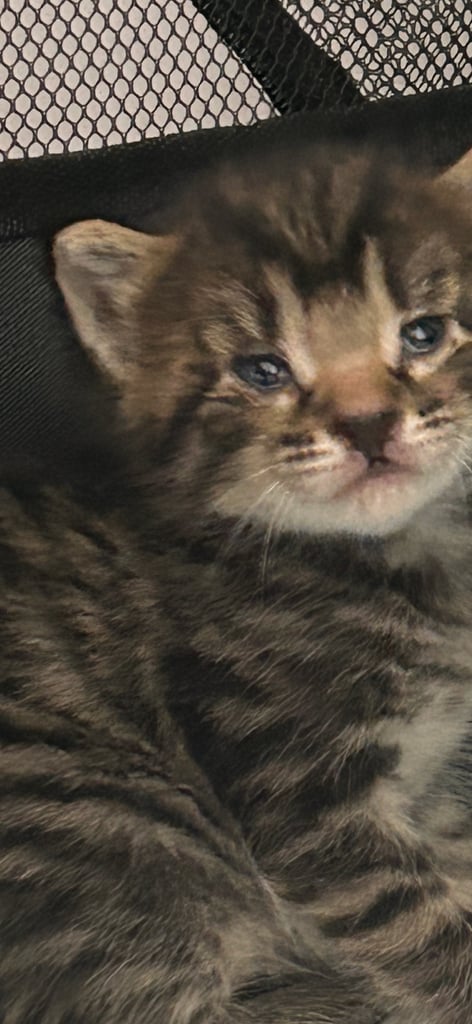 Kittens looking for a forever home