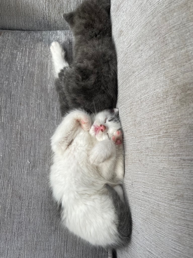 Kittens looking for a home