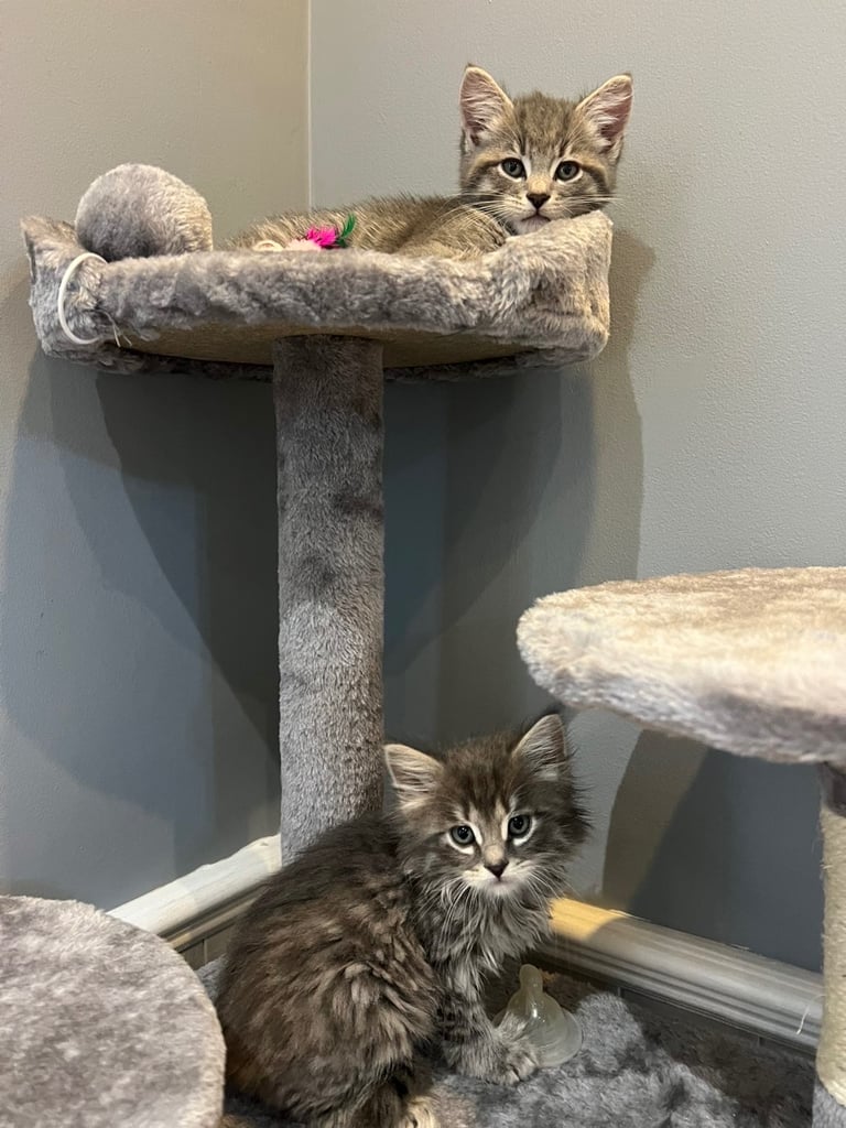 Male Kittens looking for home together 