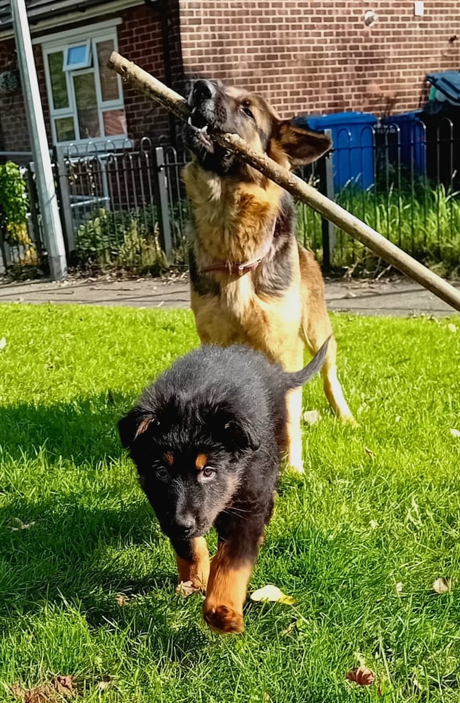 German shepherd puppy 
