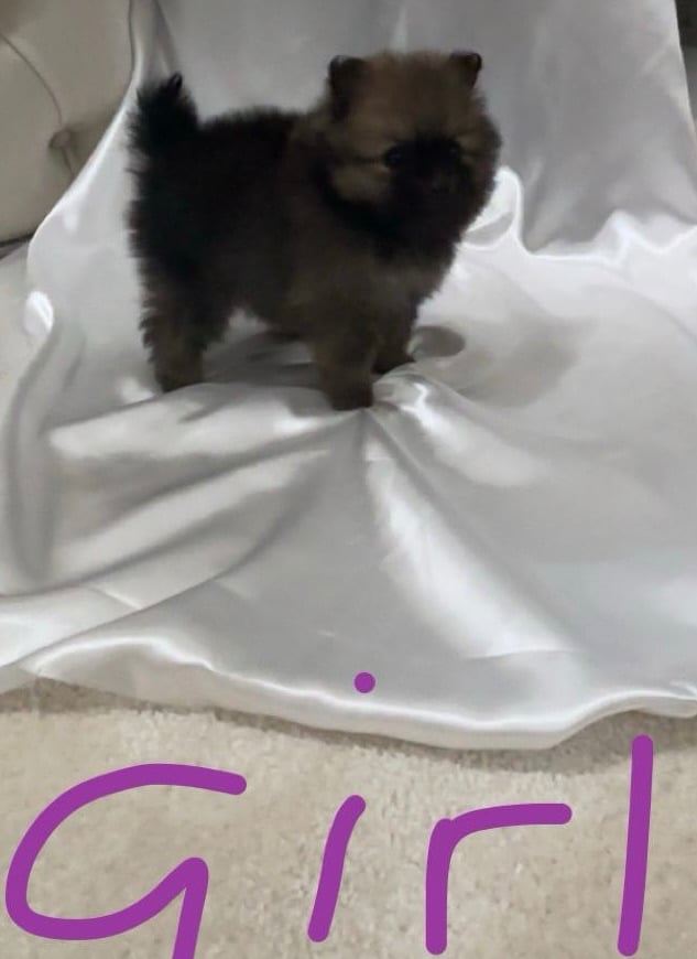 Tiny Pomeranian puppies