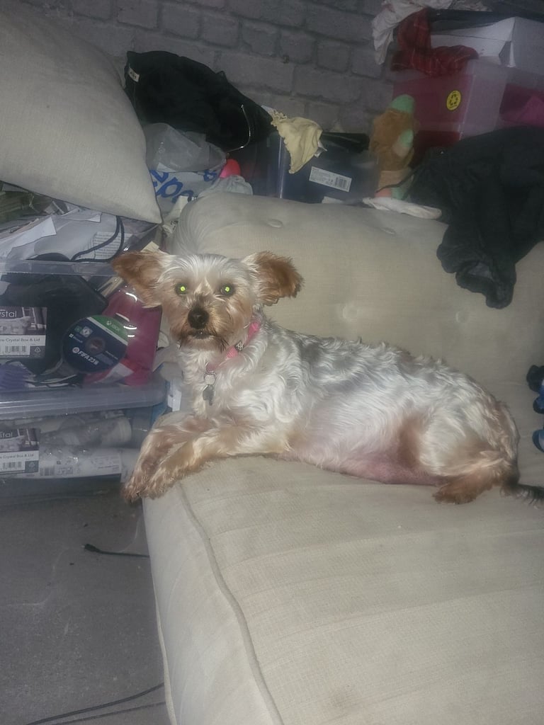 5 boy Yorkshire terrier puppies 4 weeks old