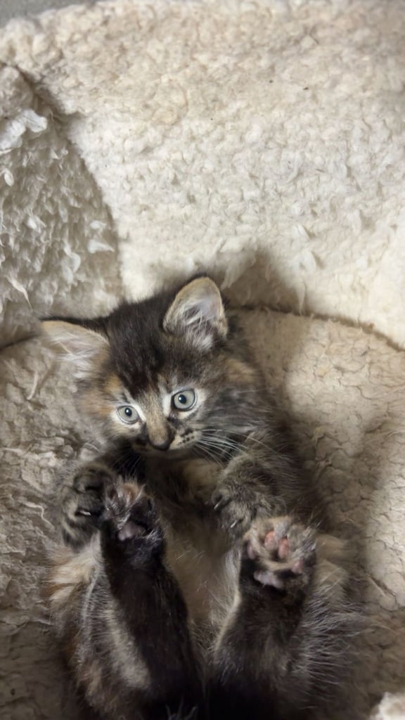 🐾 Adorable 8-Week-Old Female Siberian Kitten – Ready for Her New Home 🐾