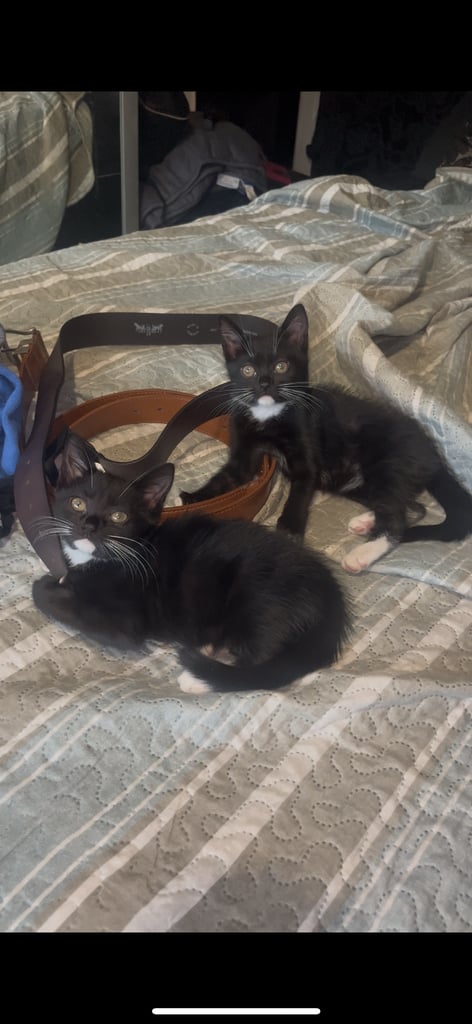 2 tuxedo male kittens need loving homes