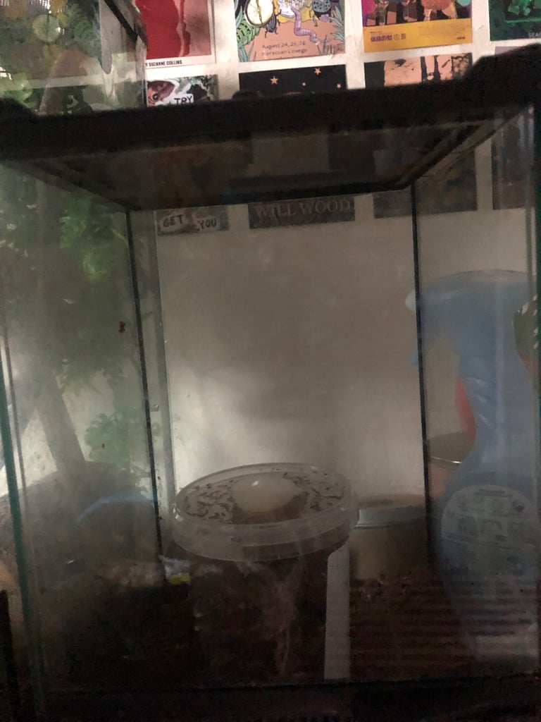 Crested gecko terrarium 