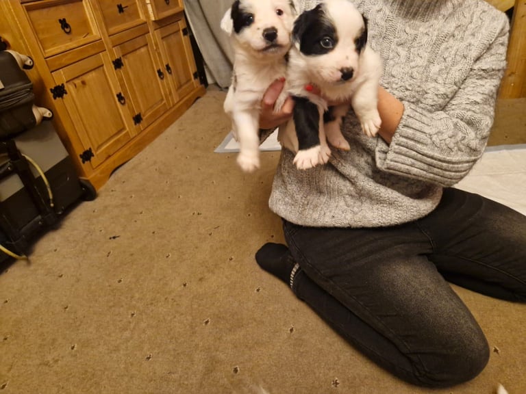 2 x black and white male puppies for sale 