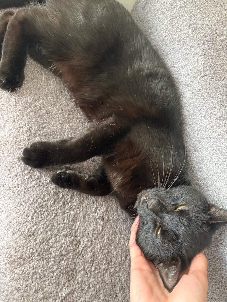 ***Lovely Cat*** £30