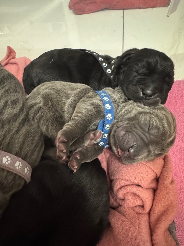 11 Neapolitan mastiff puppies for sale Newcastle 