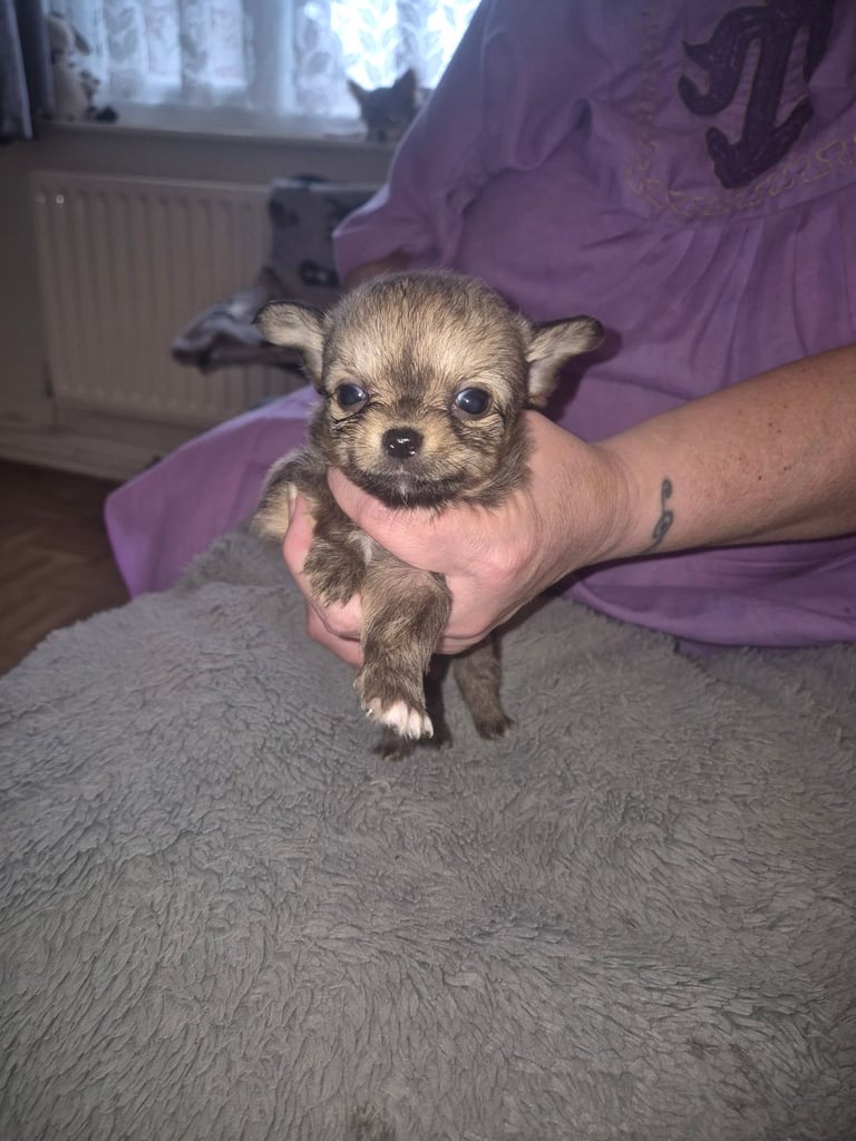 Chihuahua puppies 