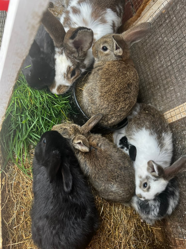 Baby Bunnies 🐇 For Sale In Harrow