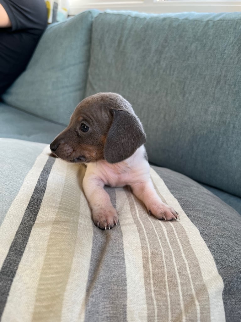  Based in crook county durhamMicro mini dachshunds 
