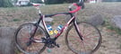 Aprire Celeste  XL 60cm Full Carbon Super Lightweight Road Bike Campagnolo Groupset