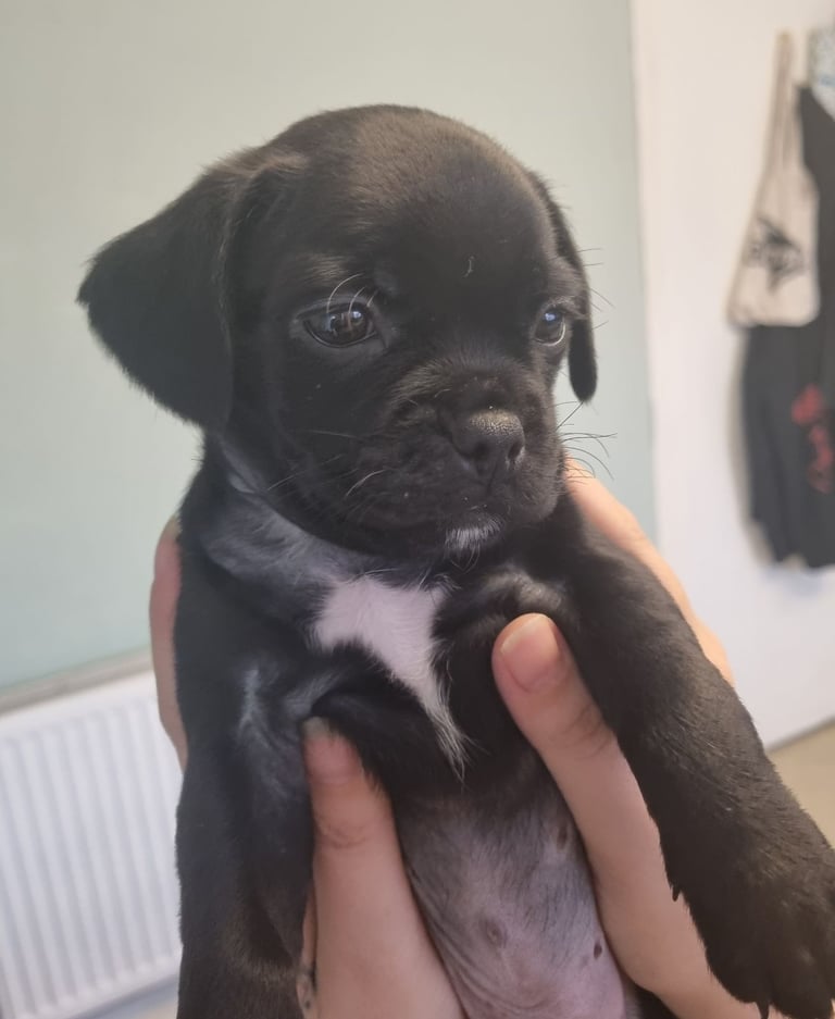 Dachshund pug mix puppies