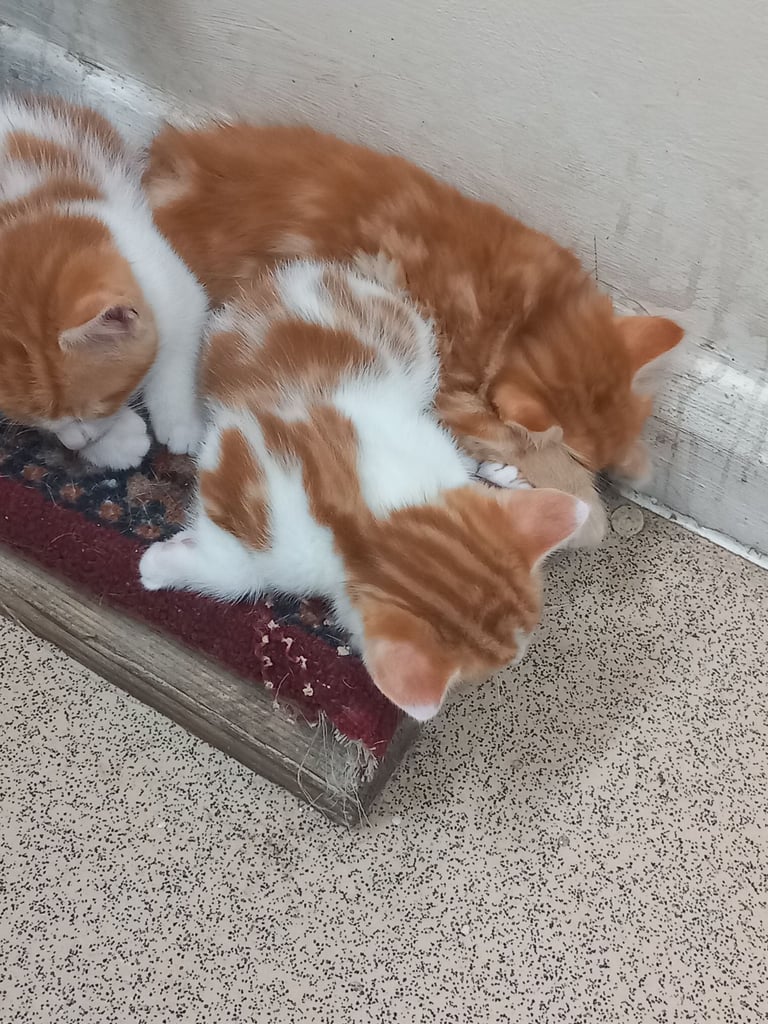 4 very beautiful,  adorable,  cute kittens for sale