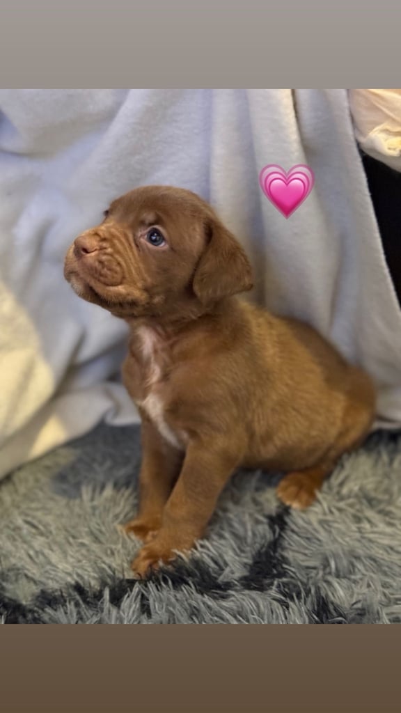 Cane Corso Puppies