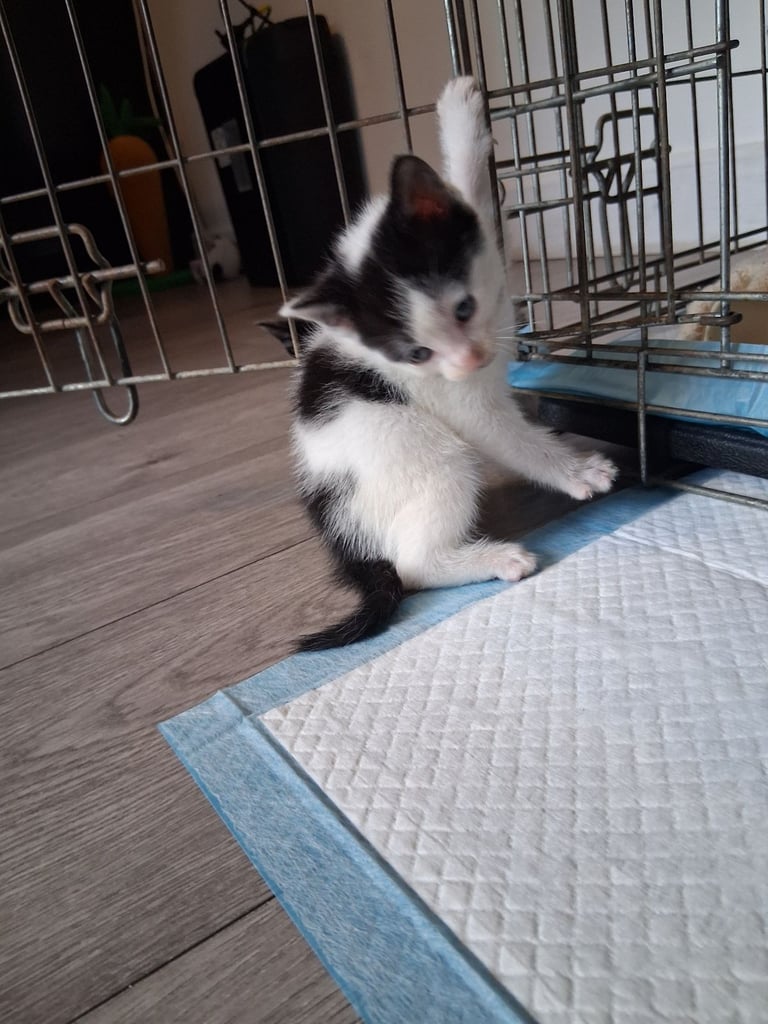6 stunning kittens 